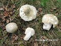 Russula virescens-amf1746-1